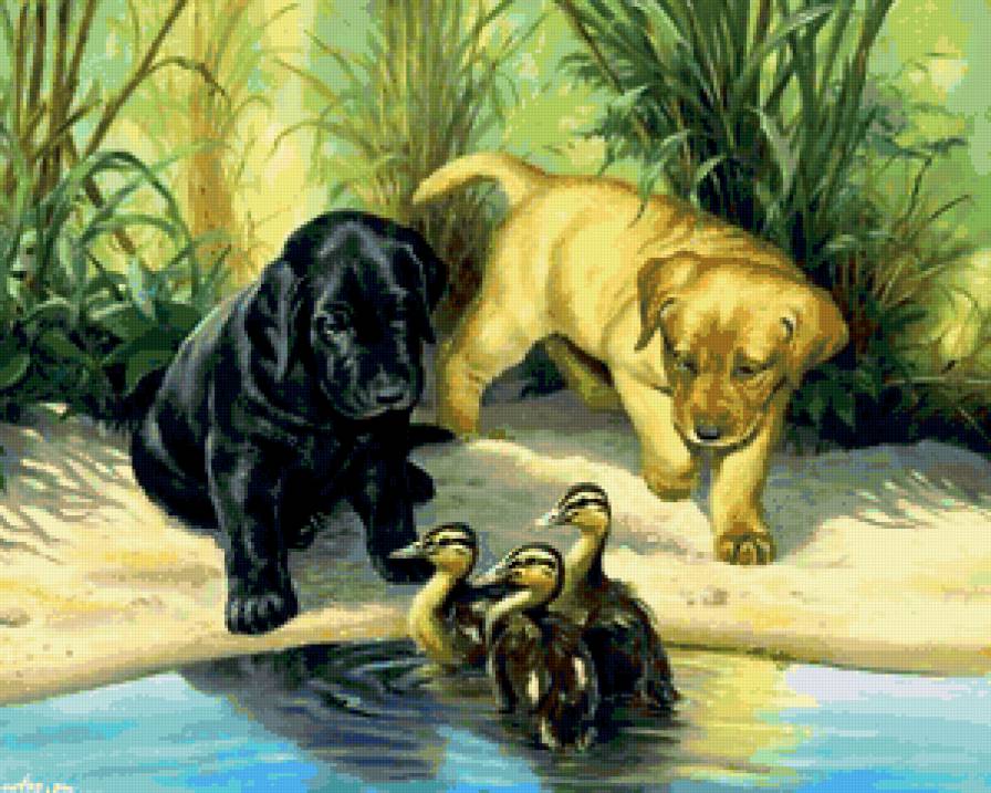 Собачки у прудика - пруд, камыш, утки, дружба, собаки - предпросмотр