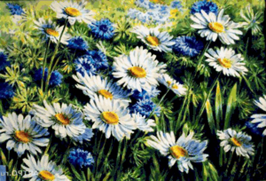 Васильково-ромашковое поле - василек, букет, поле, цветы, васильки, картина, ромашки, натюрморт - предпросмотр