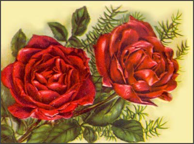 розы - цветы - оригинал