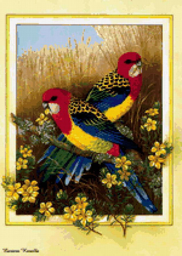 Птицы - попугаи, птицы - предпросмотр