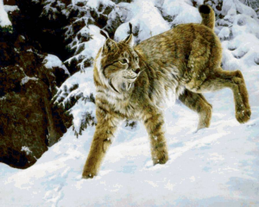 Дикие животные зимой - животные - предпросмотр