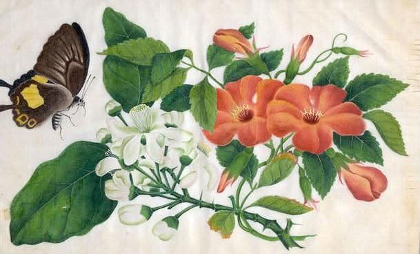 бабочка - красота - оригинал