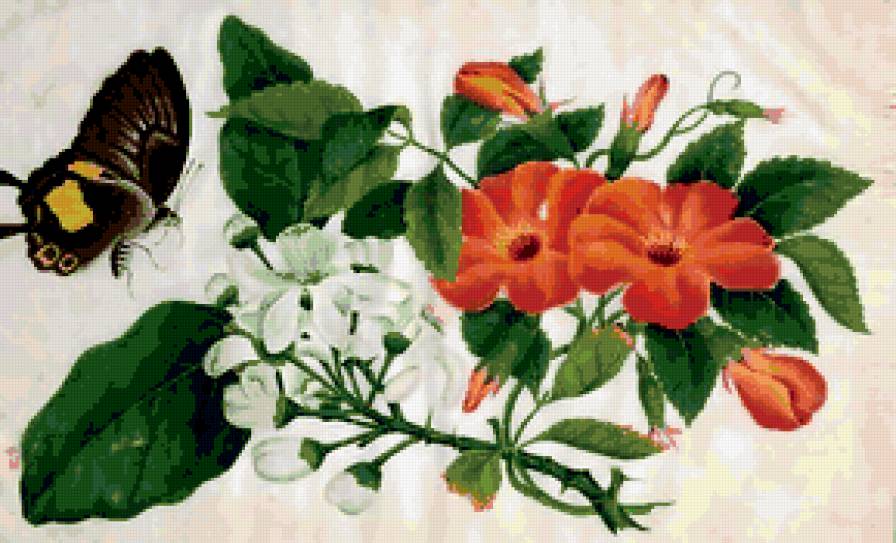 бабочка - красота - предпросмотр