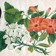 Схема вышивки «бабочка»