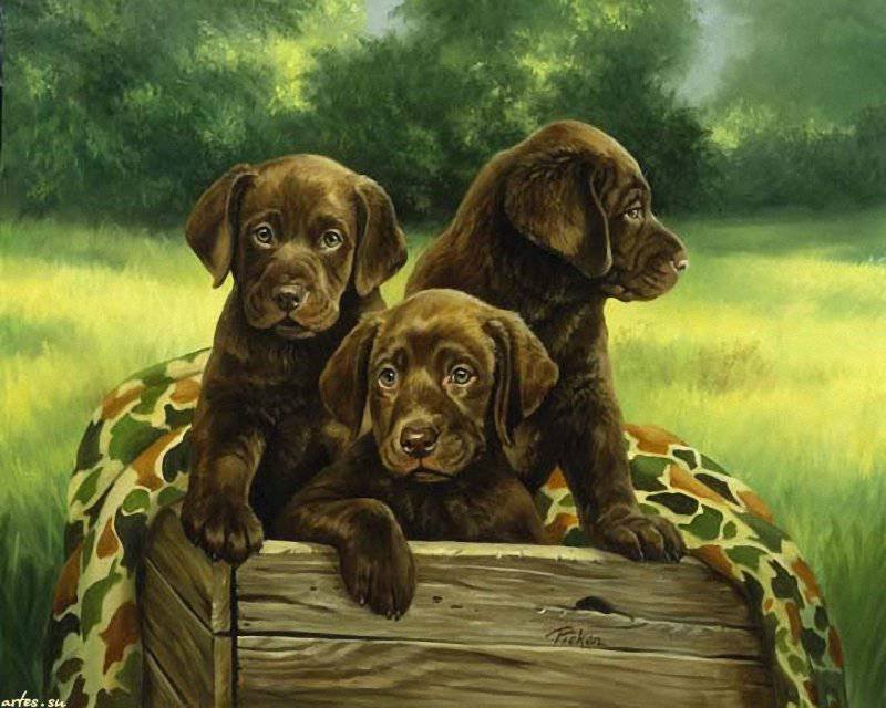 породистые собачки - животные, друг, друг семьи, собака - оригинал