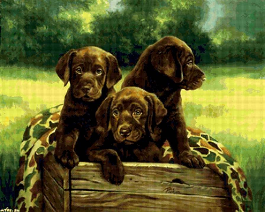 породистые собачки - животные, друг семьи, собака, друг - предпросмотр