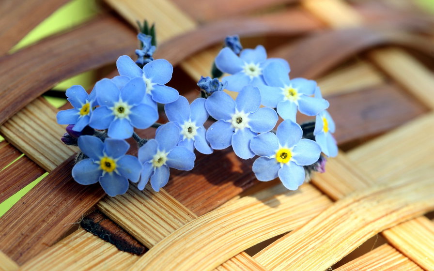 Синие цветочки - цветы - оригинал