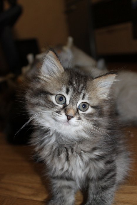 котик - кошки, мусики, котята, животные - оригинал