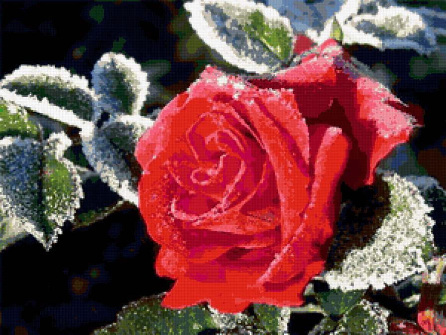 роза в мороз - роза в мороз - предпросмотр