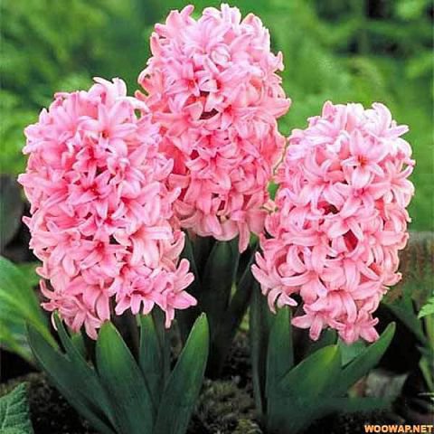 №226528 - оригинал