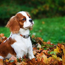 Схема вышивки «Где же ты?..»