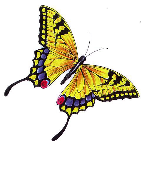 бабочка - оригинал