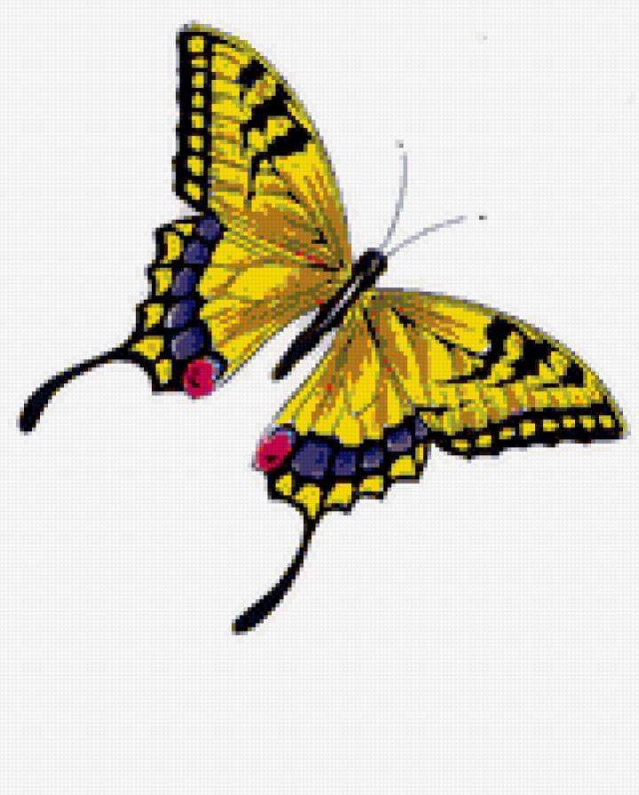 бабочка - предпросмотр
