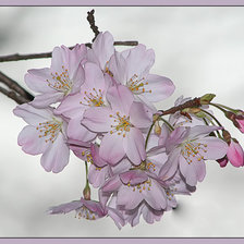 Схема вышивки «сакура»