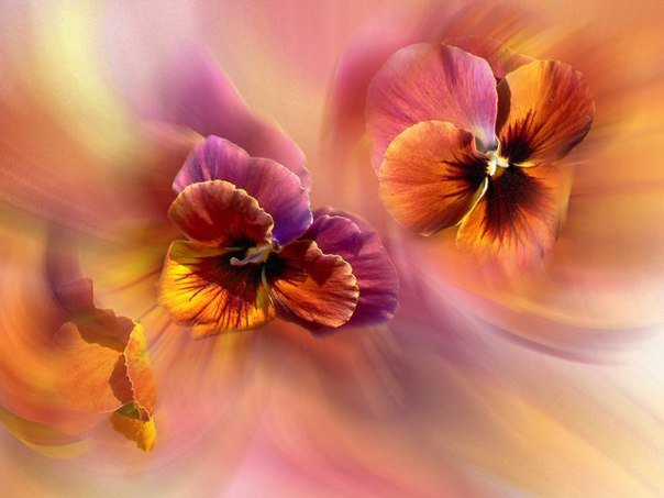 анютины глазки - цветы - оригинал