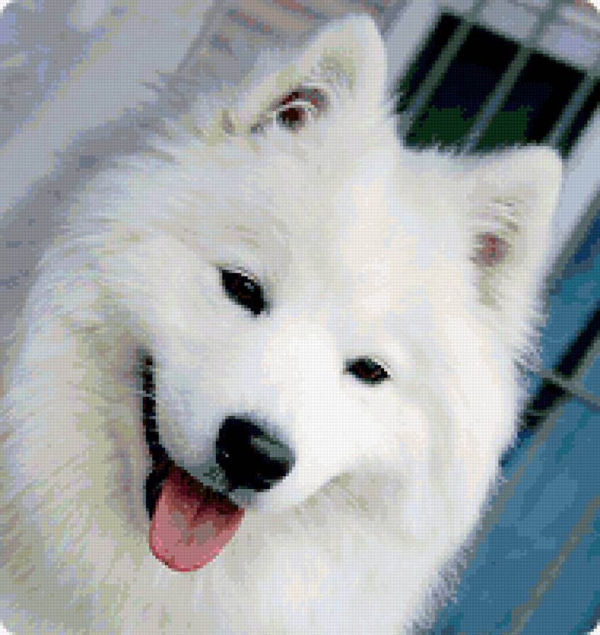 Босско - животные, самоед, самоедская собака, собаки - предпросмотр