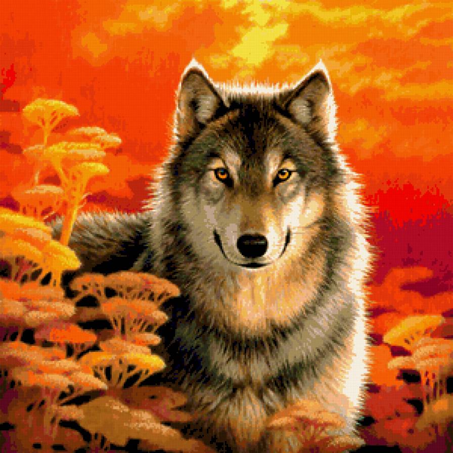 Красавец - хищник, волк, животные, волки - предпросмотр