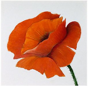 pipacs - оригинал