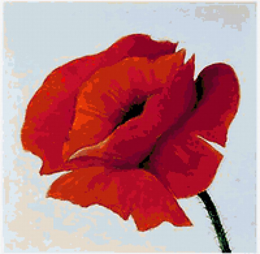 pipacs - предпросмотр