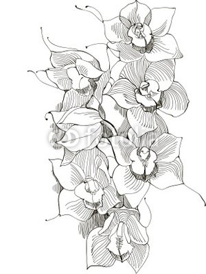 орхидеи - орхидеи, рисунок, монохром - оригинал