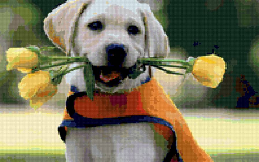 kutyus - предпросмотр