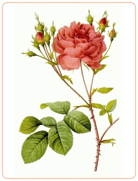 Роза - розы, цветы, цветочное - оригинал