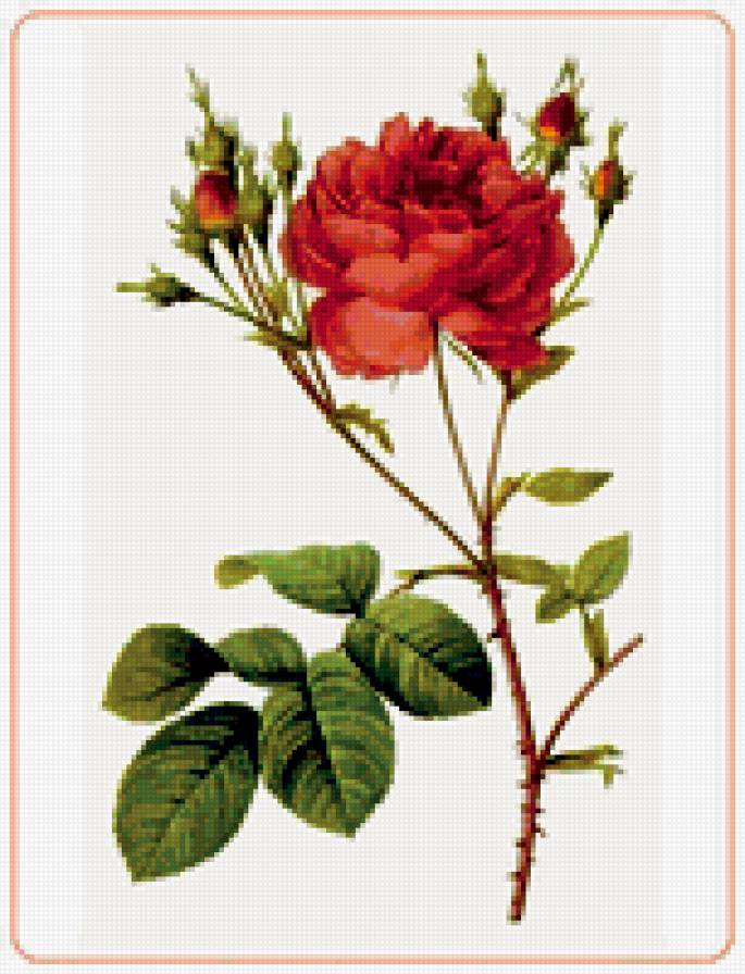 Роза - цветочное, розы, цветы - предпросмотр