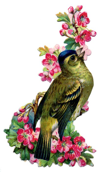 Птичка на розе - цветы, птички, розы - оригинал