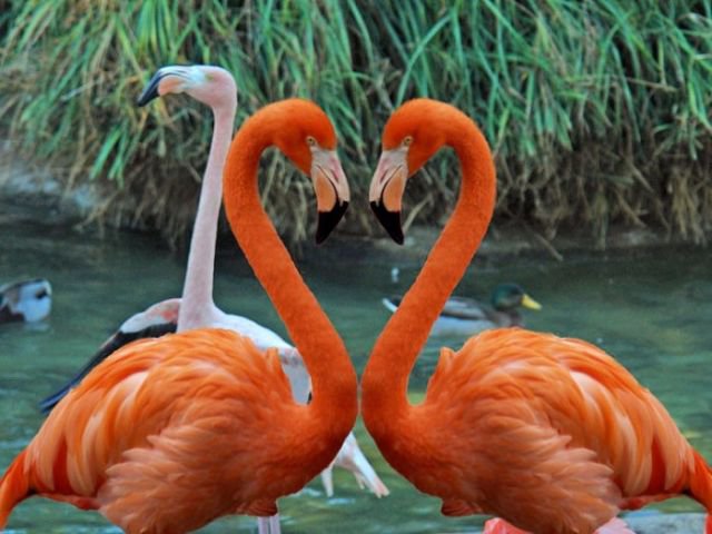 красные фламинго - птицы. фауна - оригинал