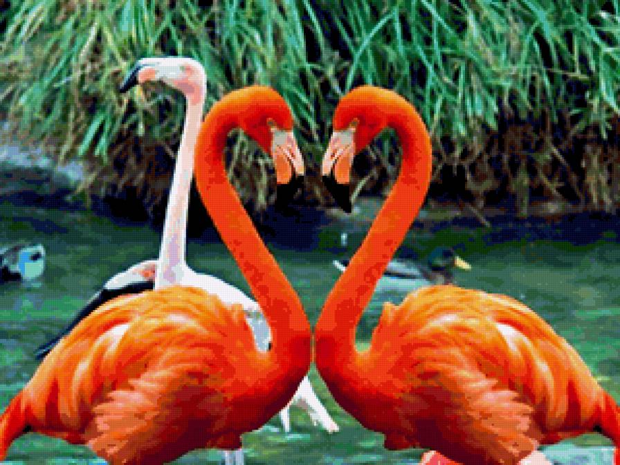 красные фламинго - птицы. фауна - предпросмотр