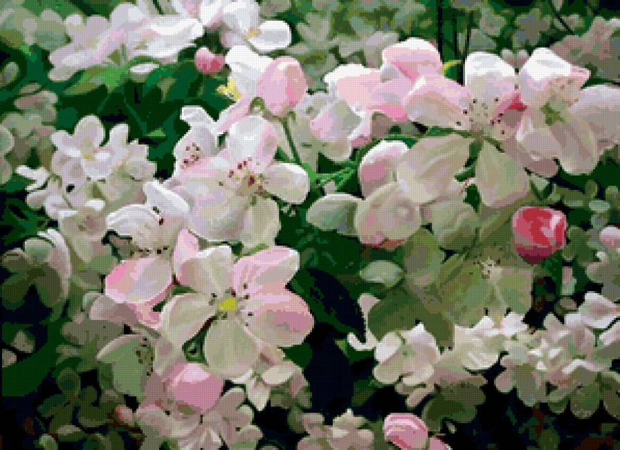 Яблоневый цвет - весна, цветы, сад - предпросмотр