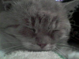 мой кот степан:) - оригинал