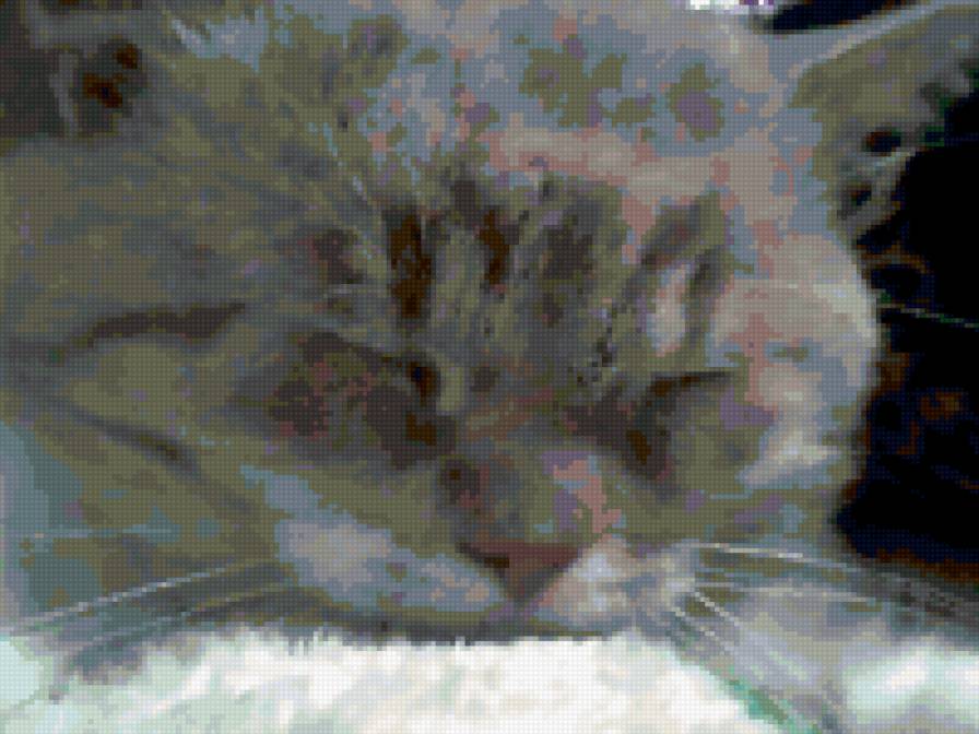 мой кот степан:) - предпросмотр