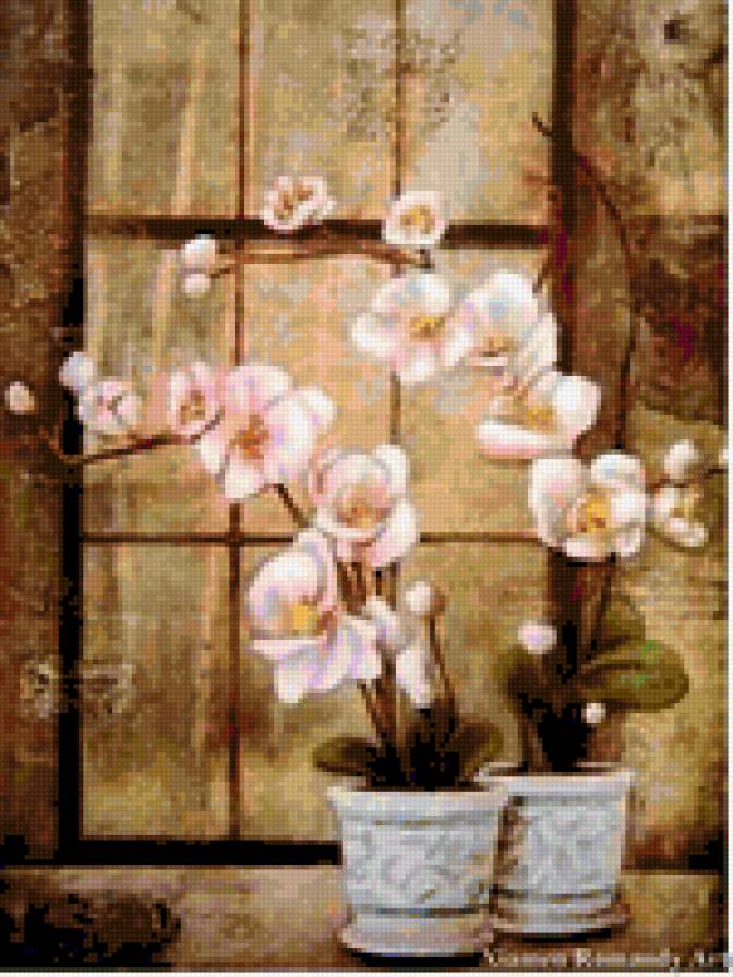 orchidea - предпросмотр