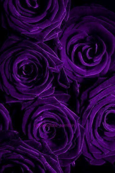 розы - цветы, розы - оригинал