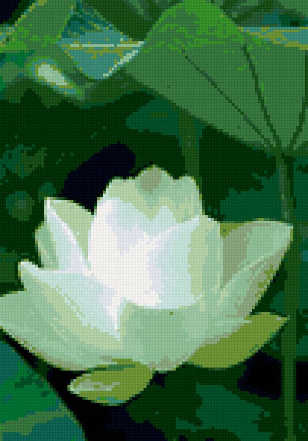 лотос - лотос, цветы - предпросмотр