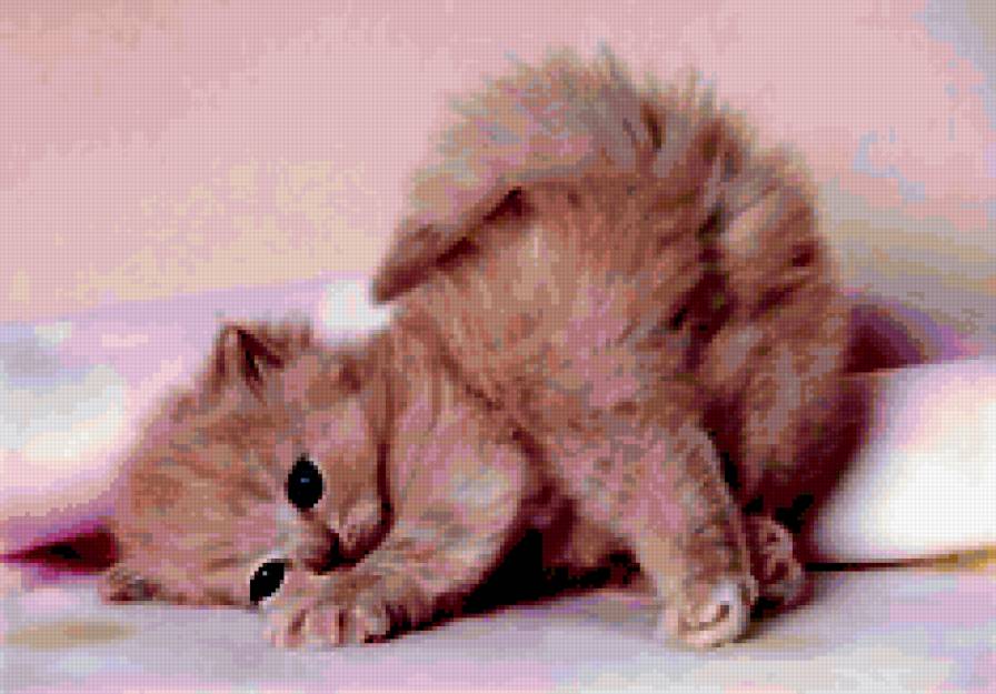 020 - кошки, животные, котята - предпросмотр