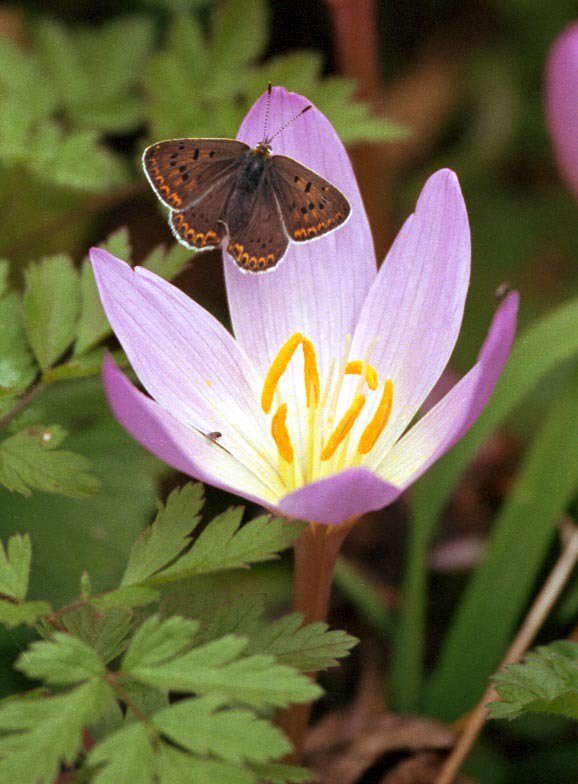 крокус - оригинал