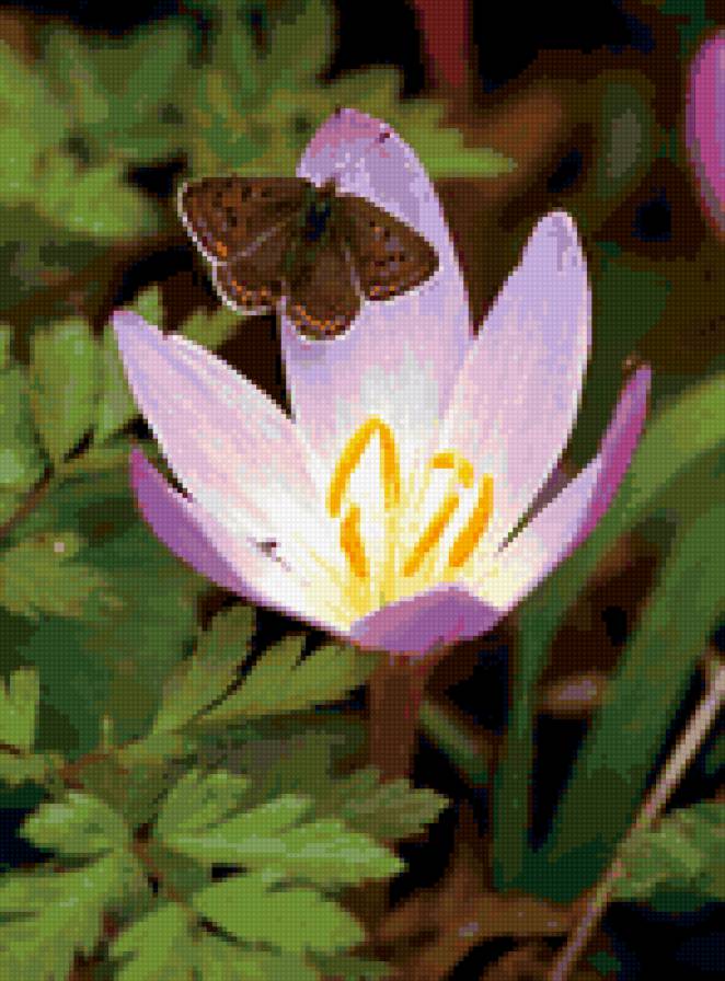 крокус - предпросмотр