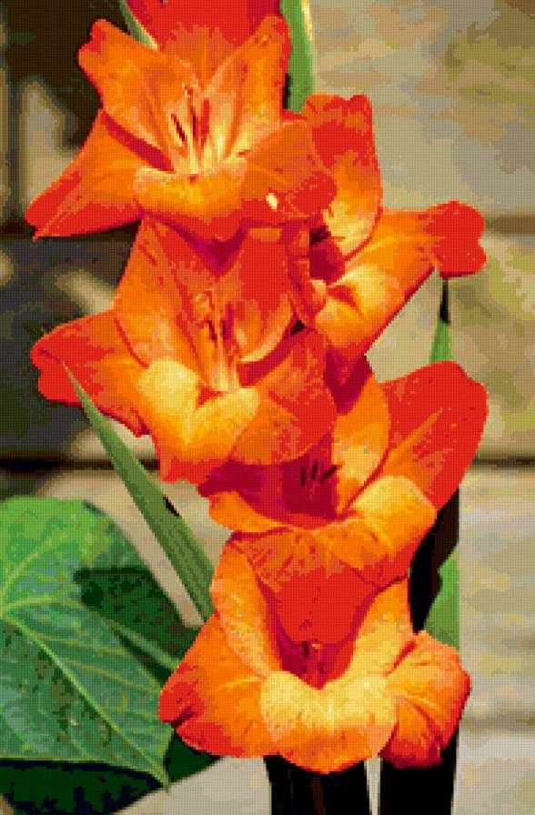 Алый гладиолус - цветы - предпросмотр