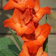 Схема вышивки «Алый гладиолус»