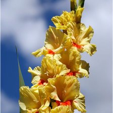 Схема вышивки «№228791»