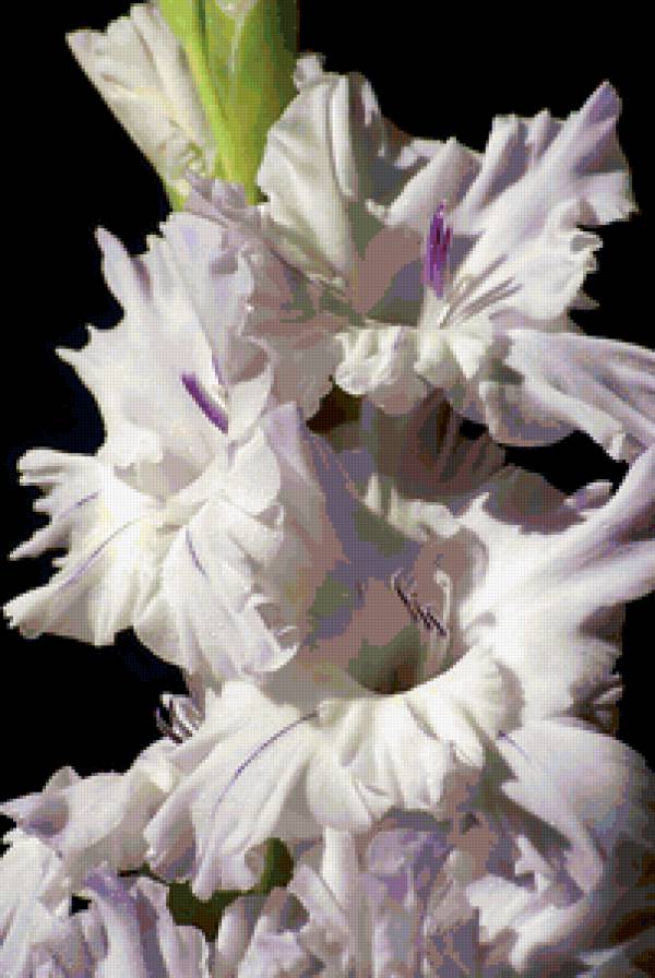 Белое чудо - цветы - предпросмотр