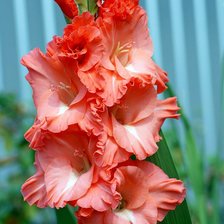 Схема вышивки «№228837»