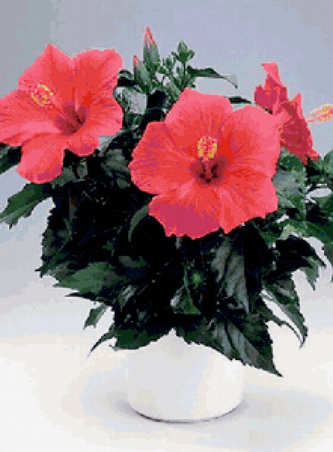 Гибискус - цветы, букет, ваза - предпросмотр