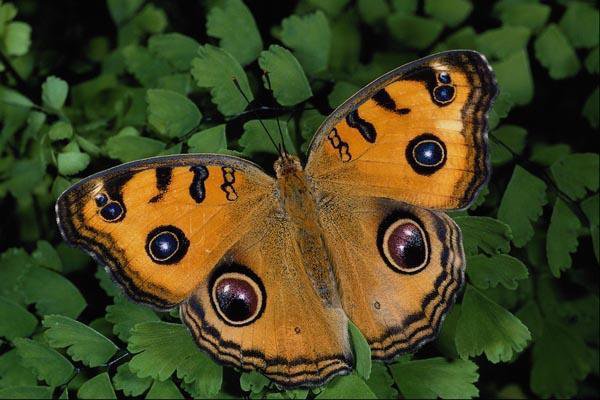 №228861 - насекомые животные, бабочки, природа - оригинал