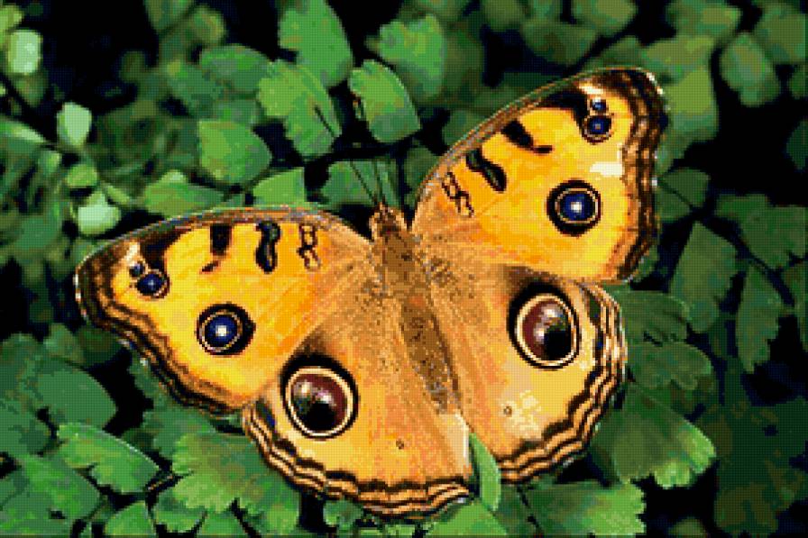 №228861 - бабочки, насекомые животные, природа - предпросмотр