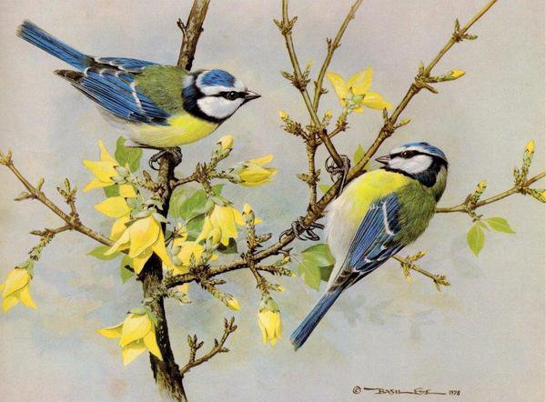 Весенние птицы - животные, птицы, рисунок, весна - оригинал