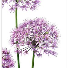 Схема вышивки «№228981»