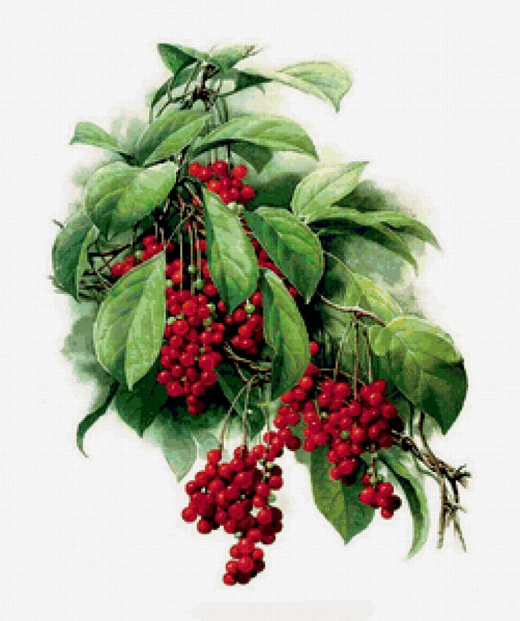 Ягодки - листья, ягоды - предпросмотр